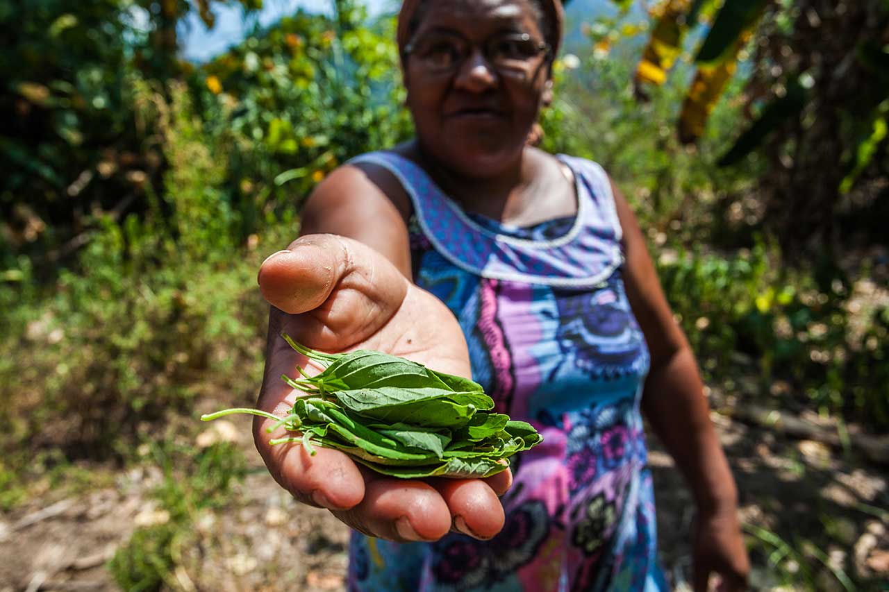 Quilombo Santa Rita do Bracuí Angra dos Reis, Costa Verde Region
